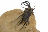 Magnificent, Alien-Looking Dicranurus Trilobite - Atchana, Morocco #339625-3